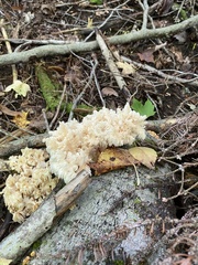 Hericium