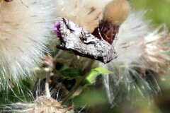 Autographa californica