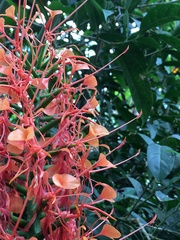Hedychium coccineum