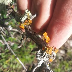 Teloschistes chrysophthalmus