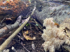 Hericium