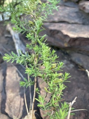 Symphyotrichum ericoides