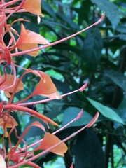 Hedychium coccineum