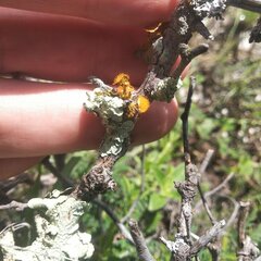 Teloschistes chrysophthalmus
