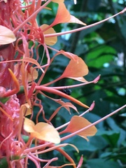 Hedychium coccineum
