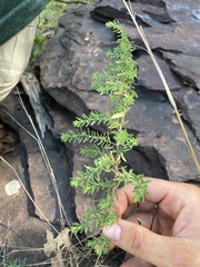 Symphyotrichum ericoides