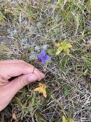 Gentianopsis virgata