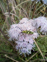 Ochraethes sulphurifer