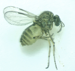 Ceratopogonidae