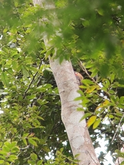 Celeus torquatus tinnunculus
