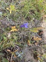 Gentianopsis virgata