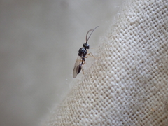 Figitidae