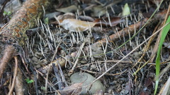 Xylaria nigripes
