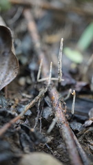 Xylaria nigripes