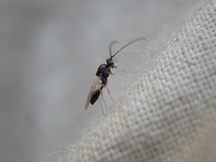 Figitidae