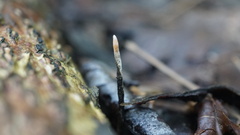 Xylaria nigripes