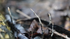 Xylaria nigripes