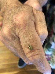 Harmonia testudinaria