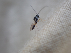 Figitidae