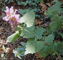 Agastache pallidiflora
