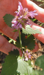 Agastache pallidiflora