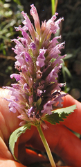 Agastache pallidiflora