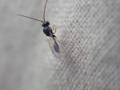 Figitidae