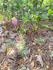 Polygala