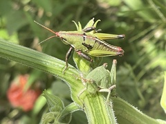 Sphenarium purpurascens