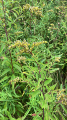 Solidago gigantea