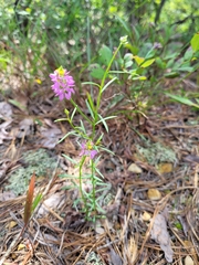 Polygala
