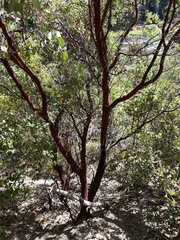 Arctostaphylos