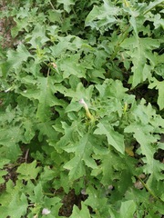 Datura quercifolia