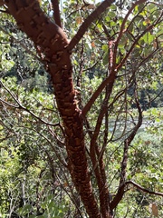 Arctostaphylos