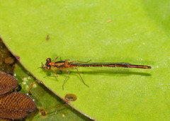 Austrocnemis splendida
