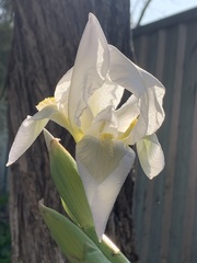 Iris albicans