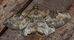 Orthonama obstipata