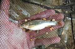 Aphyocypris normalis