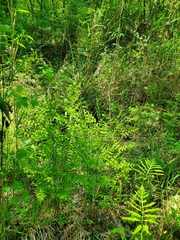 Osmunda regalis