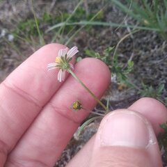 Bidens odorata