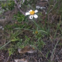Bidens odorata