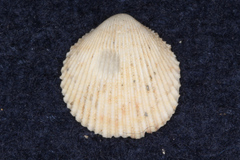 Vasticardium