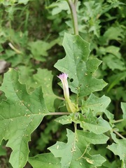 Datura quercifolia