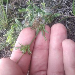 Bidens odorata