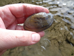 Ortmanniana ligamentina