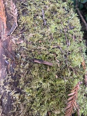 Kindbergia oregana