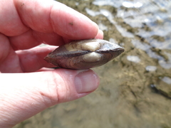 Ortmanniana ligamentina