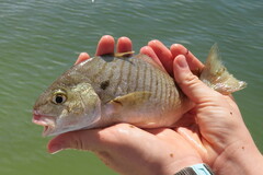 Leiostomus xanthurus