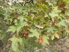 Acer granatense