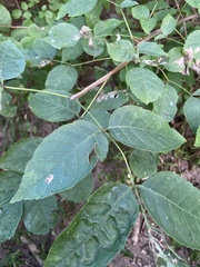 Fraxinus quadrangulata